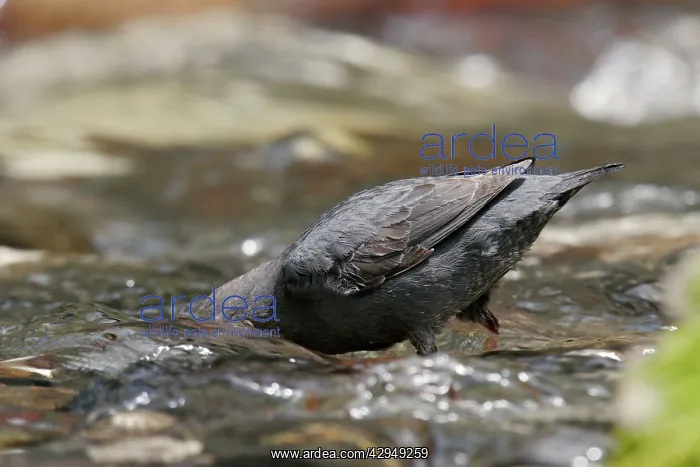 : American Dipper - foraging : American Dipper - foraging