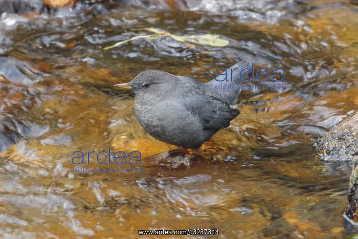  : American Dipper foraging