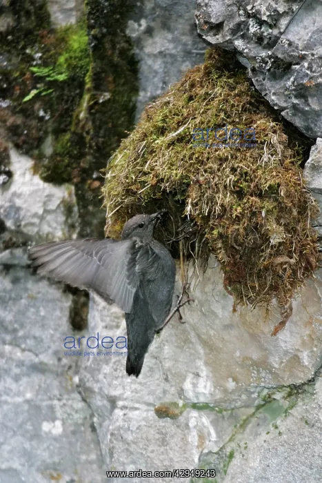 : American Dipper - at it's streamside nest : American Dipper - at it's streamside nest