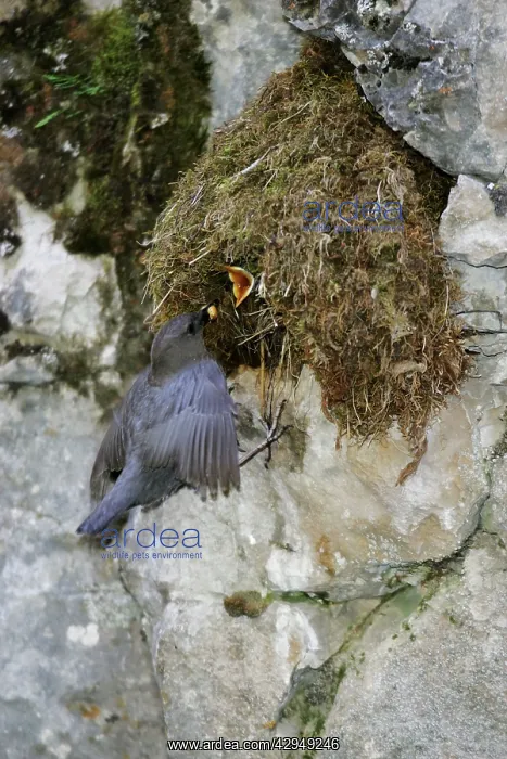 : American Dipper - at it's streamside nest : American Dipper - at it's streamside nest
