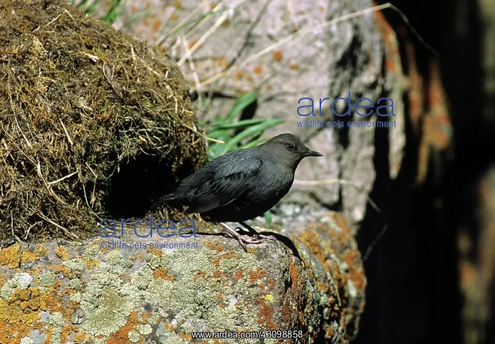: American Dipper at Nest : American Dipper at Nest