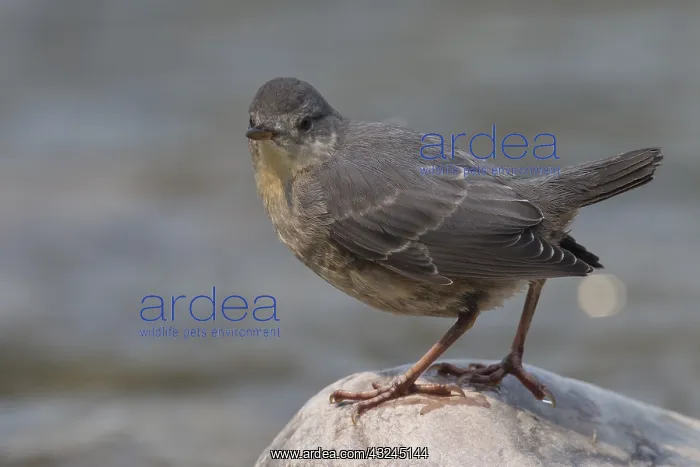 : American Dipper - young bird standing on a rock : American Dipper - young bird standing on a rock