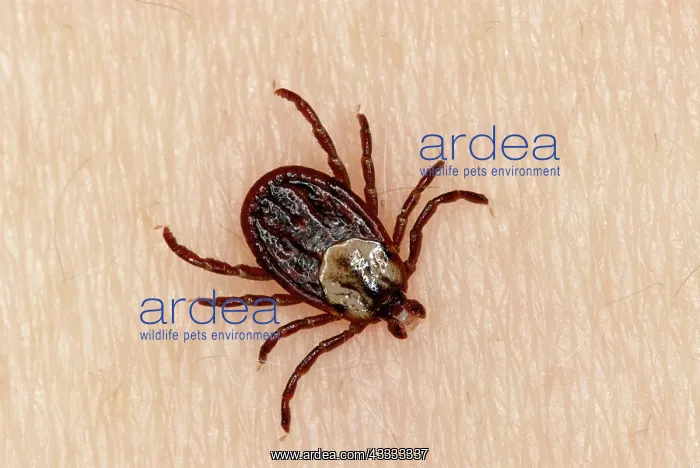 : American dog tick : American dog tick