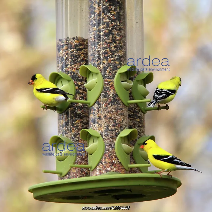 : American / Eastern Goldfinch - at bird feeder : American / Eastern Goldfinch - at bird feeder