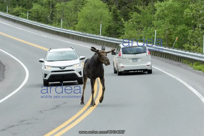 : American elk (Alces alces) crosses road, Forillon : American elk (Alces alces) crosses road, Forillon