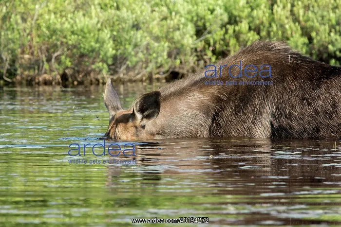 : American elk (Alces alces) eating in the lake, Humor : American elk (Alces alces) eating in the lake, Humor