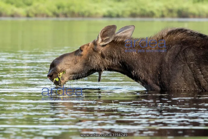 : American elk (Alces alces), Forillon national park : American elk (Alces alces), Forillon national park