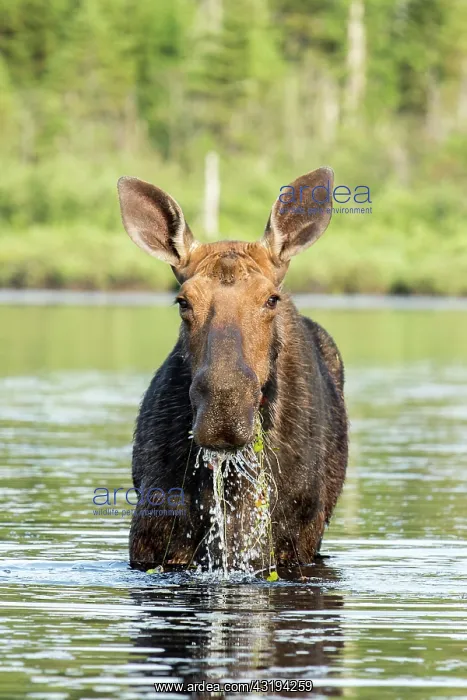 : American elk (Alces alces), Forillon national park : American elk (Alces alces), Forillon national park