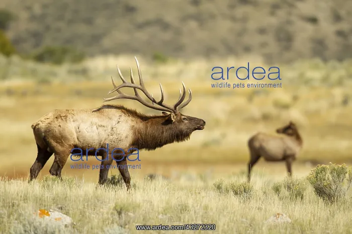 : American Elk (Cervus canadensis) bull bugling in : American Elk (Cervus canadensis) bull bugling in