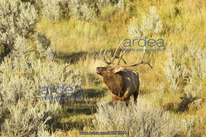  : American Elk (Cervus canadensis) bull in rutting