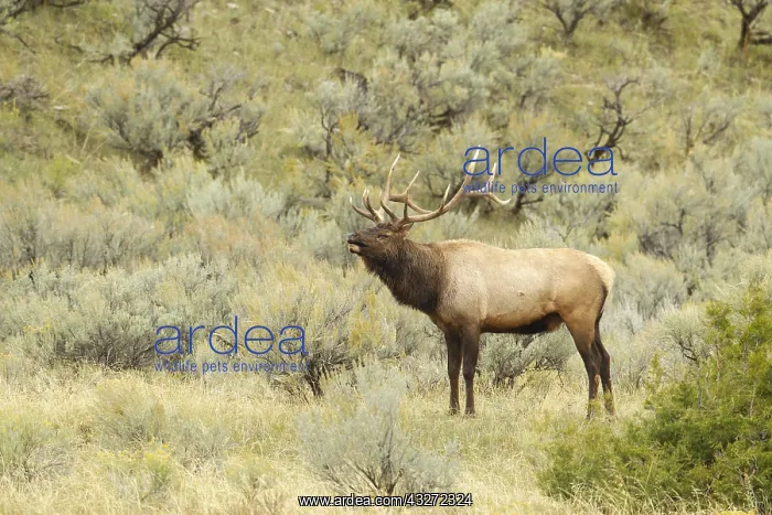: American Elk (Cervus canadensis) bull in rutting : American Elk (Cervus canadensis) bull in rutting