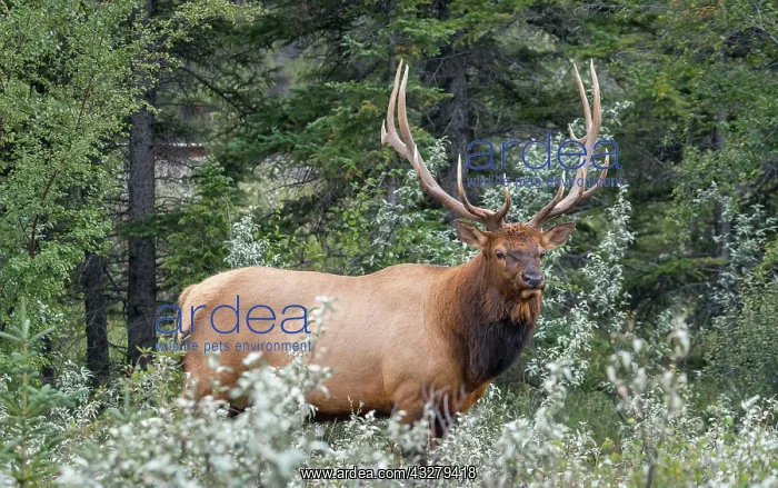 : American elk Deer bull with antlers (Cervus canadensis) : American elk Deer bull with antlers (Cervus canadensis)