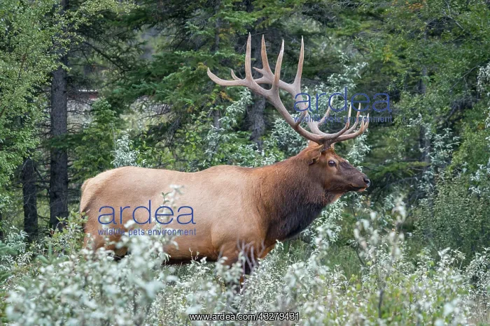 : American elk Deer bull with antlers (Cervus canadensis) : American elk Deer bull with antlers (Cervus canadensis)