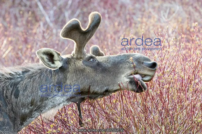 : American elk, male with growing antlers, feeding : American elk, male with growing antlers, feeding
