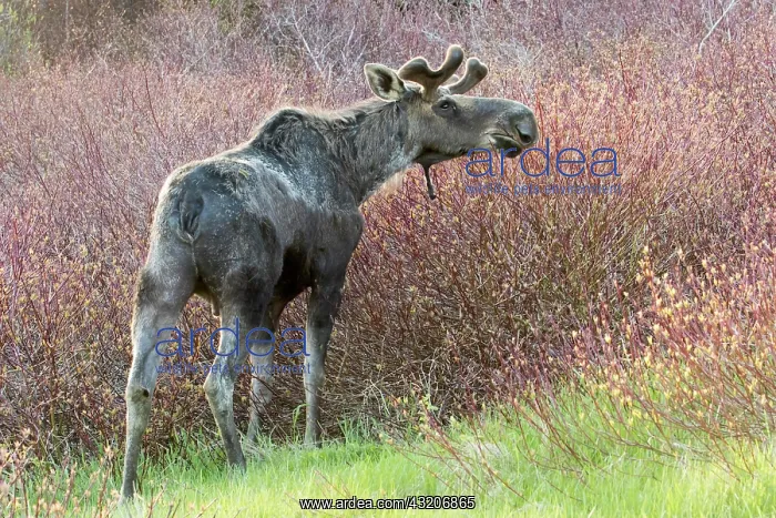: American elk, male with growing antlers, feeding : American elk, male with growing antlers, feeding