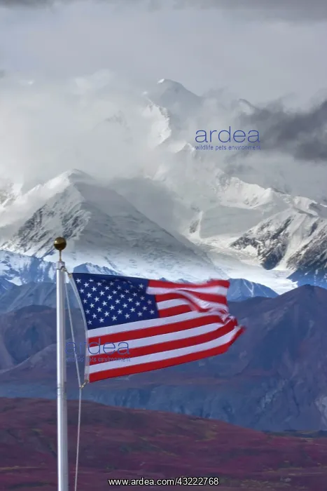 : American Flag and Mt. McKinely, Denali National : American Flag and Mt. McKinely, Denali National