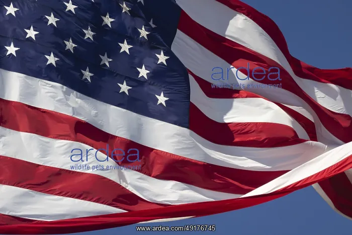 : American flag waving in the wind against deep blue sky : American flag waving in the wind against deep blue sky