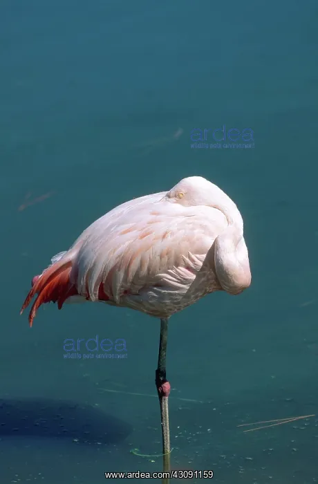 : American Flamingo : American Flamingo