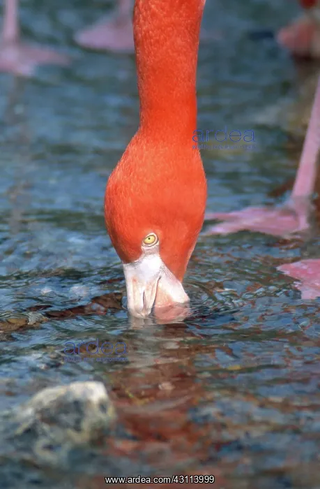 : American Flamingo : American Flamingo