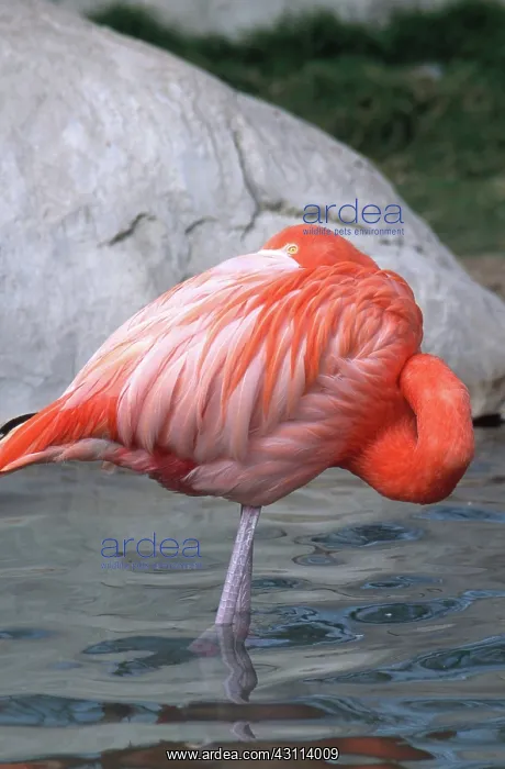 : American Flamingo : American Flamingo