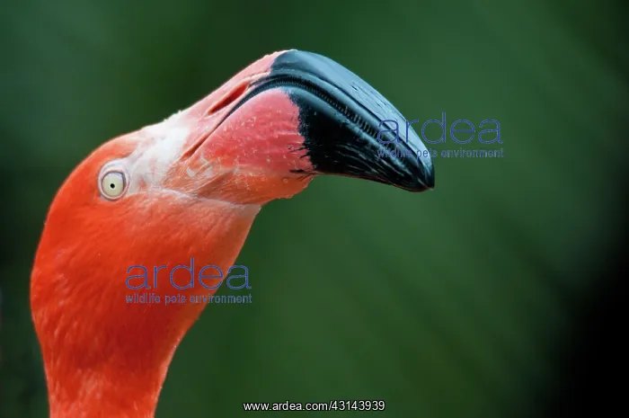 : American Flamingo : American Flamingo