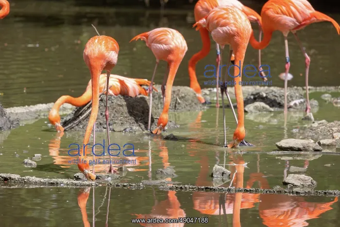 : American Flamingo : American Flamingo