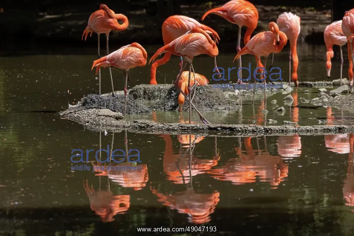 : American Flamingo : American Flamingo