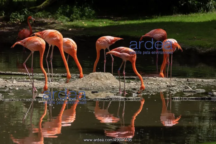 : American Flamingo : American Flamingo