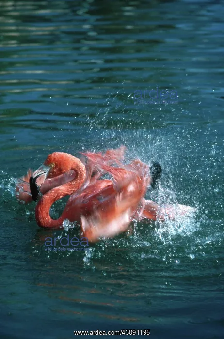 : American Flamingo Bathing : American Flamingo Bathing