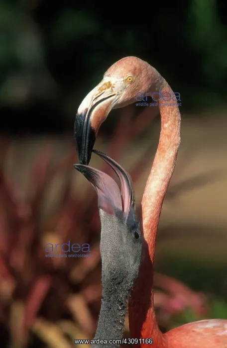 : American Flamingo Feeding Chick : American Flamingo Feeding Chick