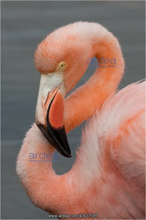 : American Flamingo - On Floreana Island - Galapagos : American Flamingo - On Floreana Island - Galapagos