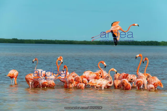 : American flamingo (Phoenicopterus ruber), Rio Celestun : American flamingo (Phoenicopterus ruber), Rio Celestun