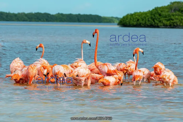  : American flamingo (Phoenicopterus ruber), Rio Celestun