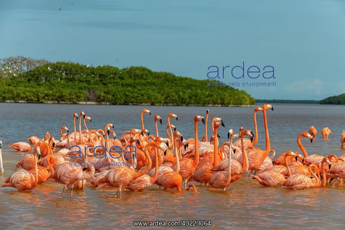 : American flamingo (Phoenicopterus ruber), Rio Celestun : American flamingo (Phoenicopterus ruber), Rio Celestun