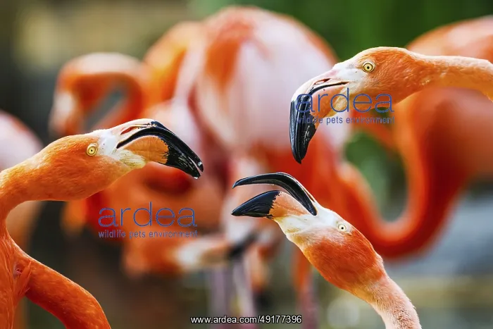 : American flamingo, Phoenicopterus ruber : American flamingo, Phoenicopterus ruber