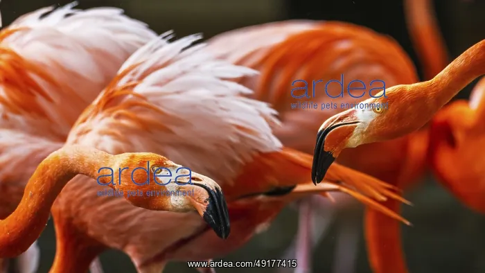 : American flamingo, Phoenicopterus ruber : American flamingo, Phoenicopterus ruber