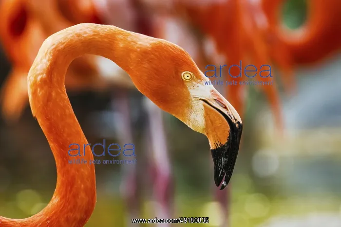 : American flamingo, Phoenicopterus ruber : American flamingo, Phoenicopterus ruber