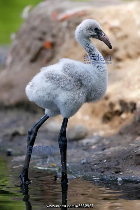 : American flamingo (Phoenicopterus ruber) chick, captive : American flamingo (Phoenicopterus ruber) chick, captive