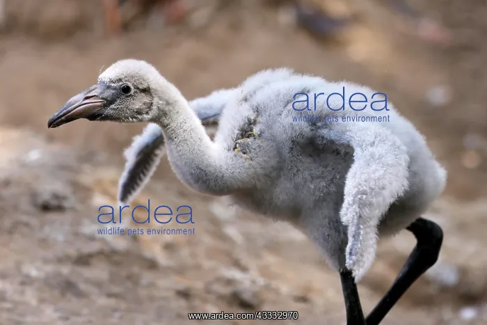 : American flamingo (Phoenicopterus ruber) chick on : American flamingo (Phoenicopterus ruber) chick on