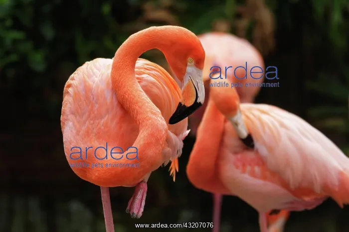 : American flamingo (Phoenicopterus ruber) pink bird in pond : American flamingo (Phoenicopterus ruber) pink bird in pond