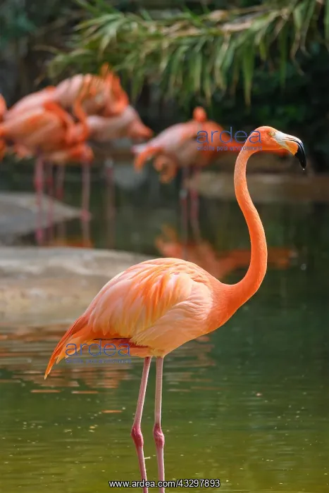 : American flamingo (Phoenicopterus ruber) pink bird in pond : American flamingo (Phoenicopterus ruber) pink bird in pond