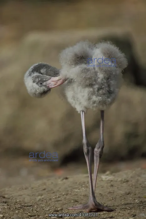  : American flamingo (Phoenicopterus ruber ruber)