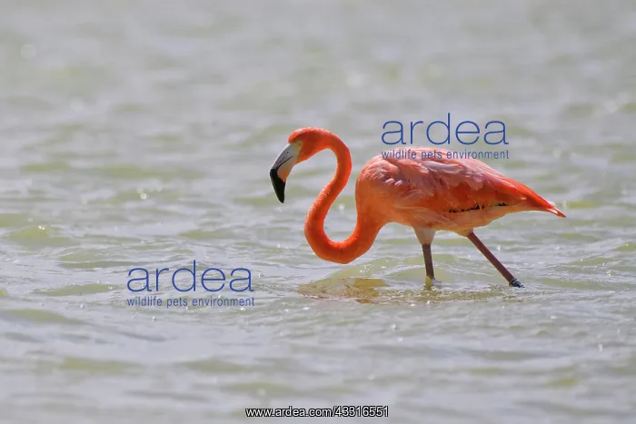  : American flamingo (Phoenicopterus ruber) in water