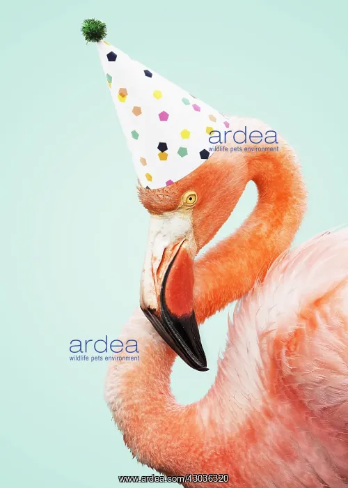 : American Flamingo wearing Birthday party hat : American Flamingo wearing Birthday party hat