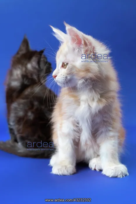 : American Forest kittens sitting on blue background: : American Forest kittens sitting on blue background:
