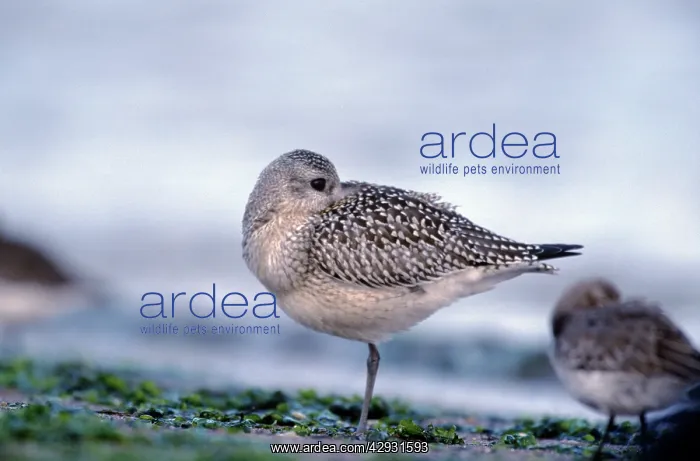 : American Golden PLOVER : American Golden PLOVER