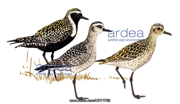 : American Golden Plover : American Golden Plover
