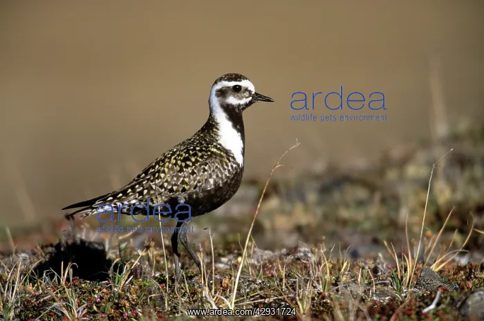  : American Golden Plover - female