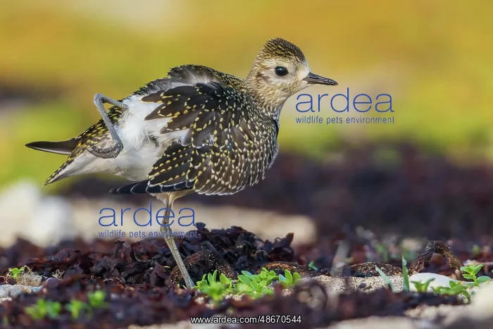 : American golden plover stretching : American golden plover stretching