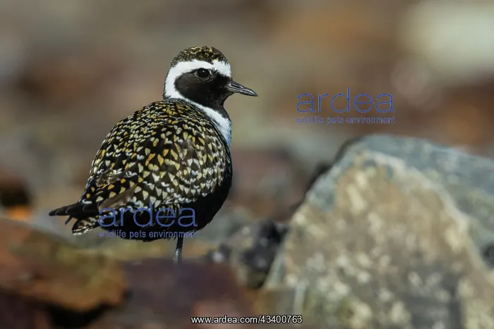 : American golden-plover taking shelter among the : American golden-plover taking shelter among the